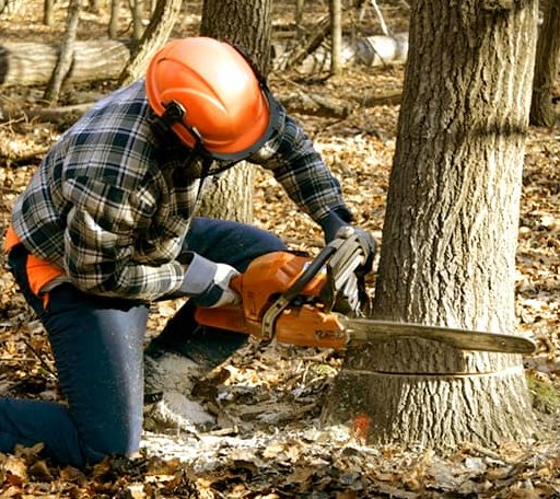 Tree Removal in California, KY